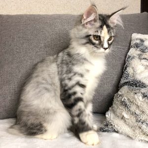 Male and Female Maine cats for sale