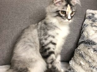 Male and Female Maine cats for sale