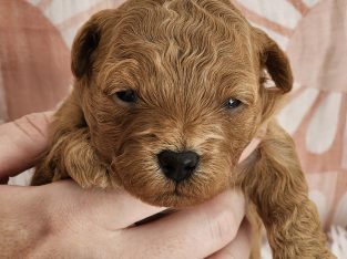 Toy Moodle’s DNA Clear