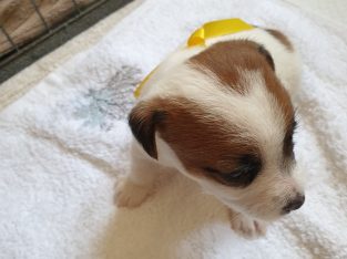 Gorgeous Jack Russell Pups for sale