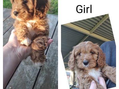 F1 Cavoodle Puppy Female