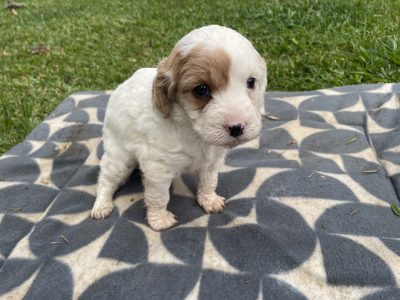 Cavoodle puppies