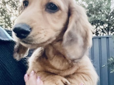 Cream Dapple long haired Miniature Dachshund puppies