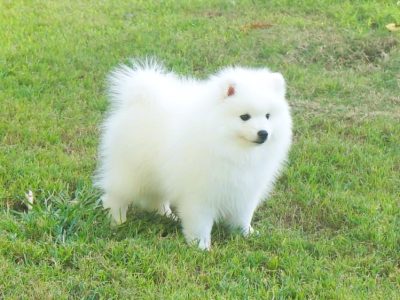 Japanese Spitz – Spitzview Japanese Spitz