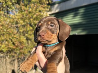 Miniature Dachshunds
