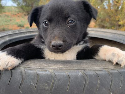 Border collie puppies