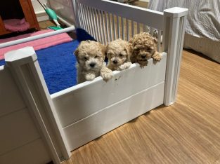 Outstanding FIB Toy Cavoodles RPBA14014