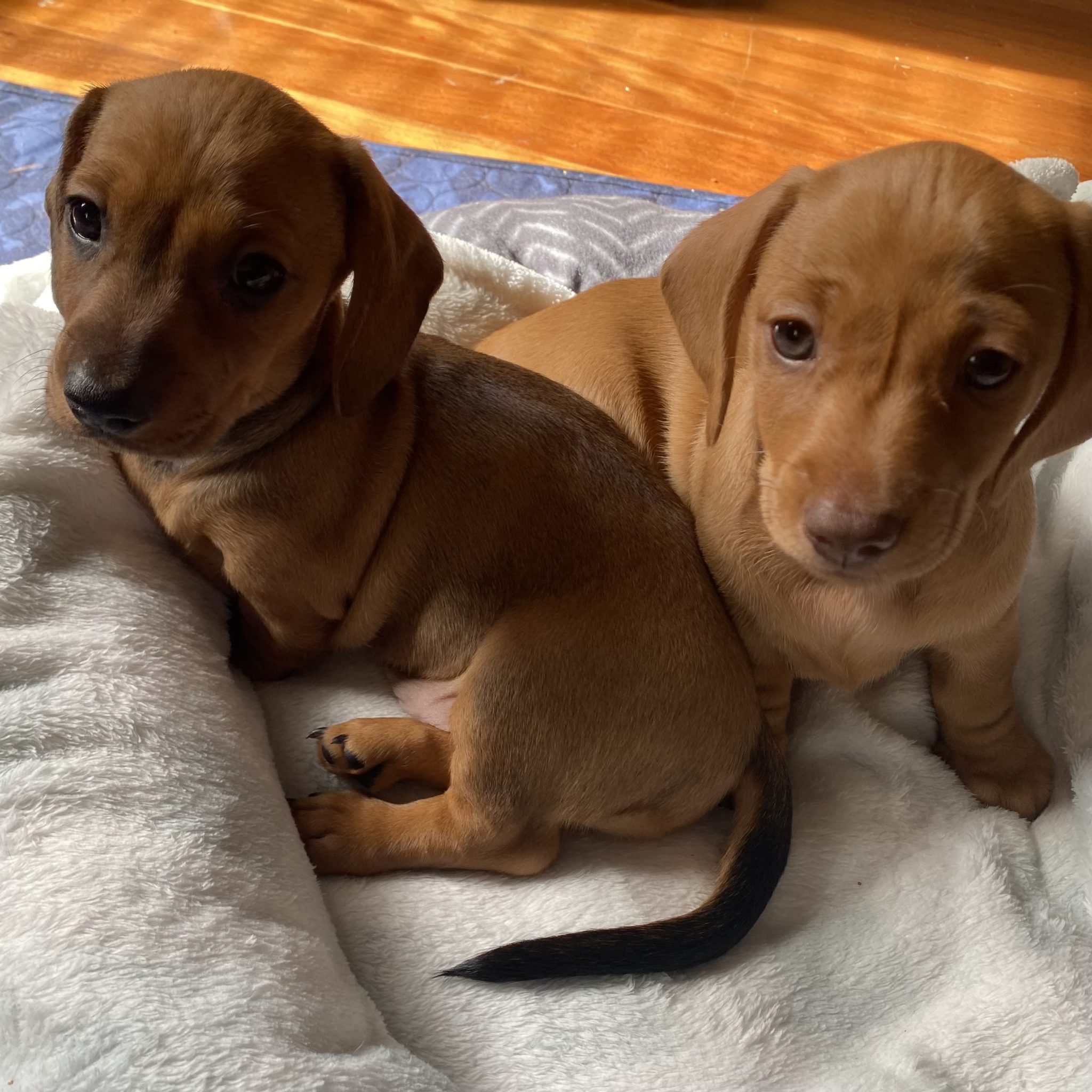 Mini Dachshund - Mount Gravatt - PetsforHomes