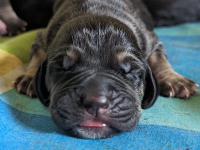 Pure Bred Bloodhound Puppies