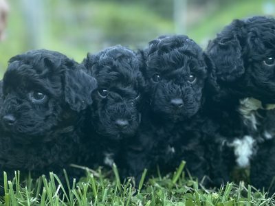 Toy Poodle Puppies Available 18/7/23