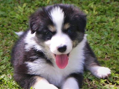 Border Collie