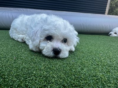 Bichon Frise Puppies