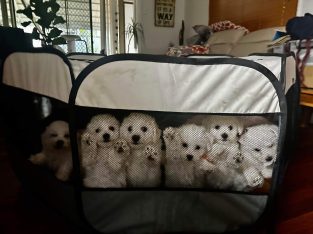 Bichon Frise Puppies