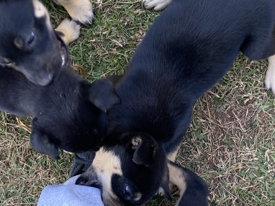 Kelpie pups