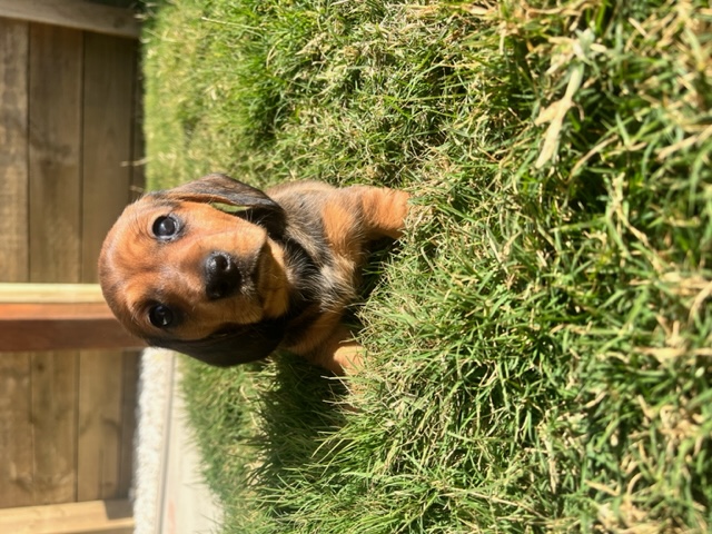 Pure Breed Mini Dachshund Puppies (only two left)