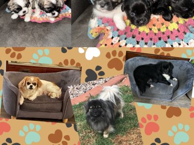 Tibetan Spaniel Puppies