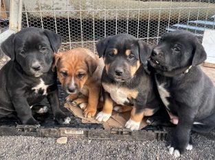 Kelpie x Puppies Ready for New Home