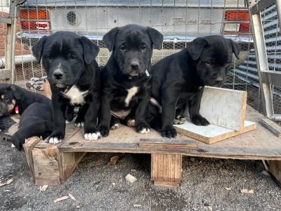 Kelpie x Puppies Ready for New Home