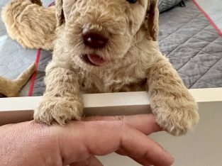 Double Doodles (labradoodle x groodle) puppies