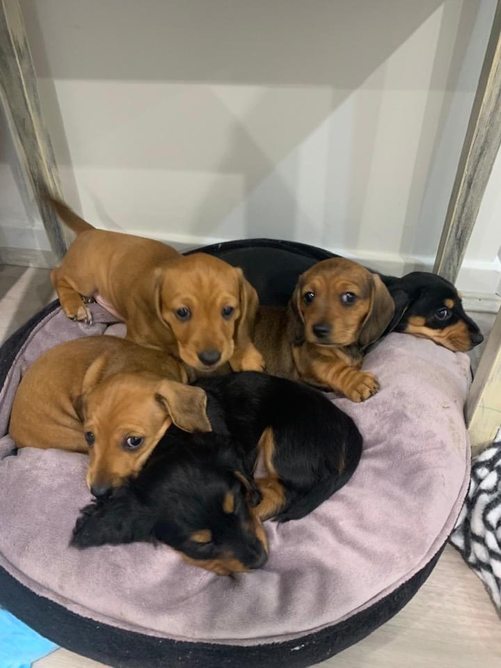 Pure Breed Mini Dachshund Puppies (only two left)