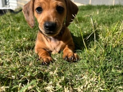 Pure Breed Mini Dachshund Puppies (only two left)