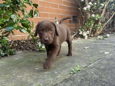 Labrador Puppies