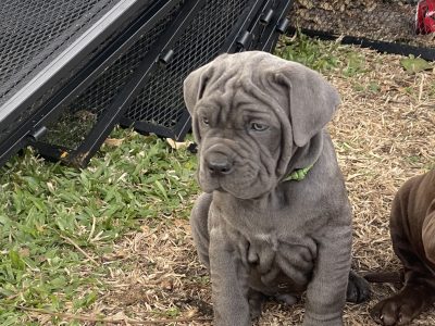 PB Neo Mastiff puppies