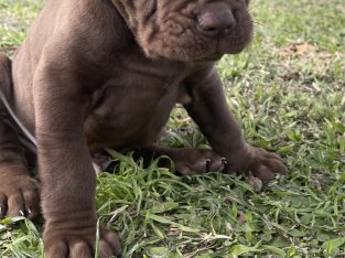 PB Neo Mastiff puppies