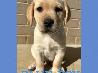 3 golden purebred Labrador Pups