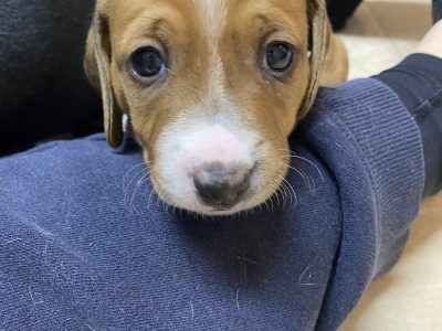 Jack Russell x Mini Dachshund Puppies