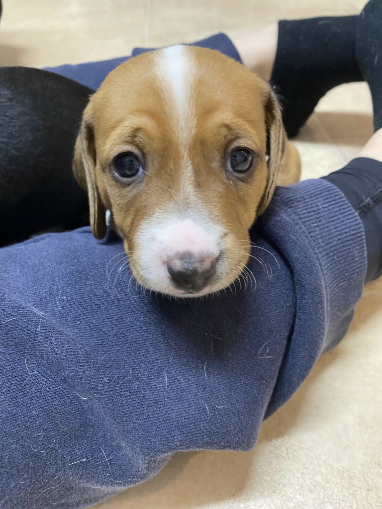 Jack Russell X Mini Dachshund Tongala PetsForHomes