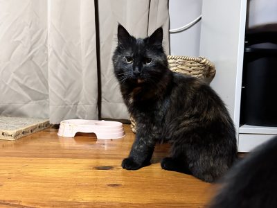 ADOPT Molly the Tortoiseshell