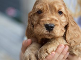 Pure blood golden cocker spaniel puppies