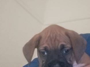 Beautiful Boxers ready now