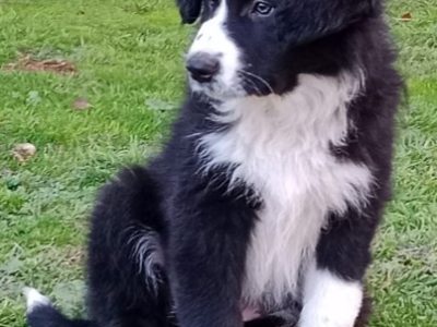 Border Collie long hair male purebred