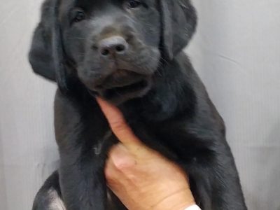 Purebred Black Labeodor Puppies