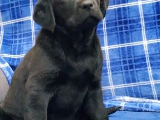 Purebred Black Labeodor Puppies