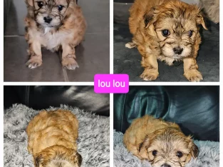 Maltese Shih Tzu Puppies for Sale