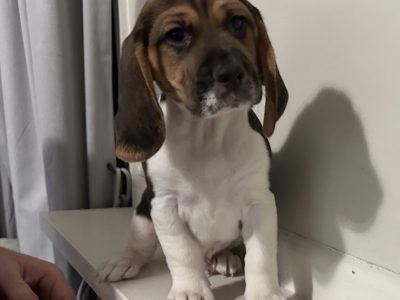 Beagle Puppies for Sale – ONLY 1 REMAINING