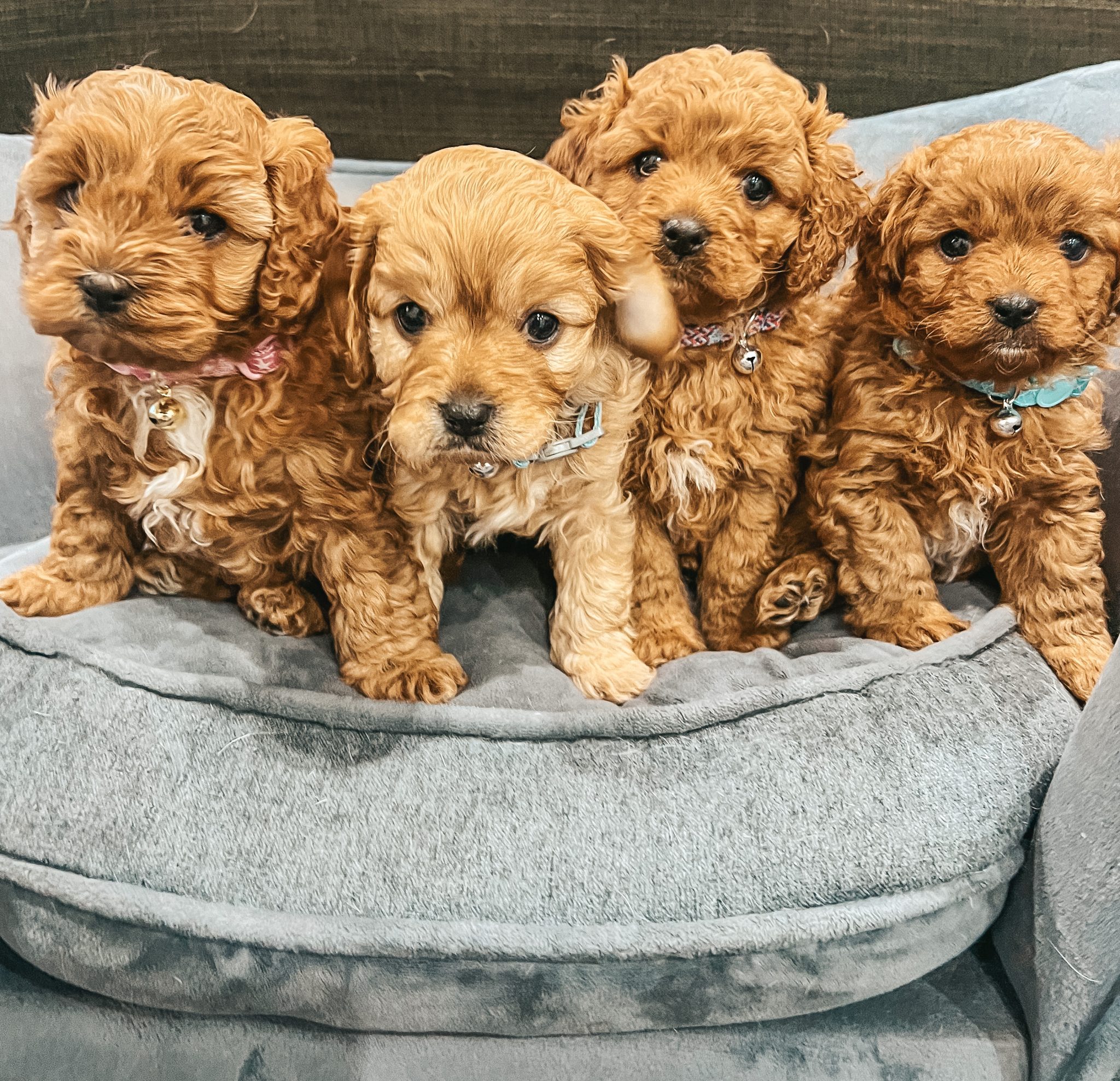 Cavoodle Puppies - Red Coats x2 Boys