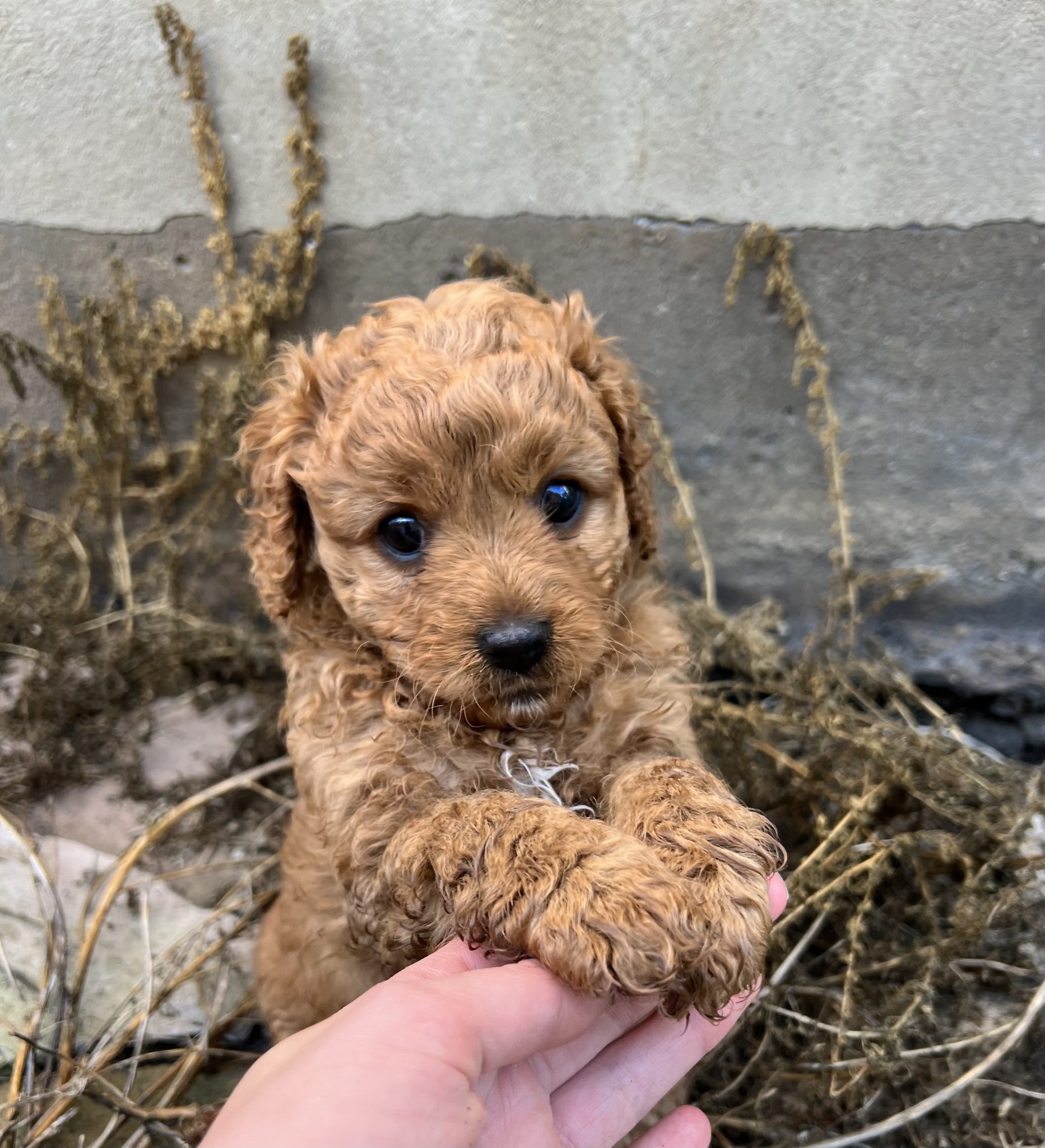 Cavoodle Puppies - Red Coats x2 Boys