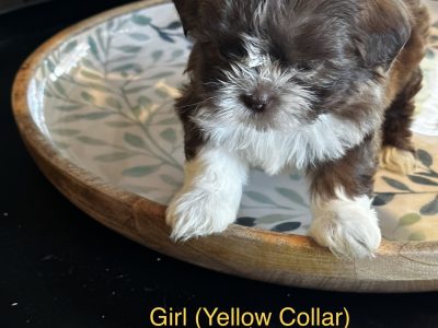 Malteses Shitzhu Puppies