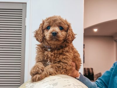 Cavoodle Puppies – Red Coats x2 Boys