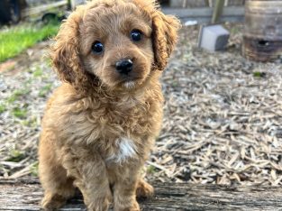 Cavoodle Puppies – Red Coats x2 Boys