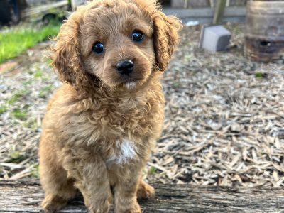 Cavoodle Puppies – Red Coats x2 Boys