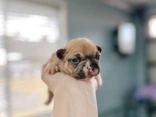 PEDIGREE FRENCH BULLDOG PUPS