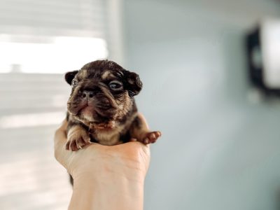 PEDIGREE FRENCH BULLDOG PUPS