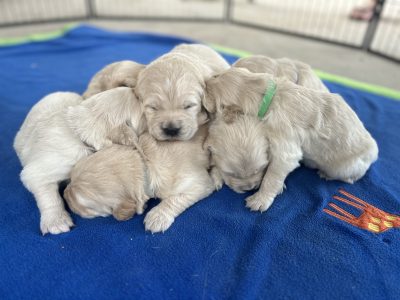Golden Retriever pups – The smiling best friend