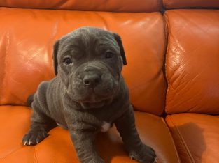 American Blue Staffy Pups