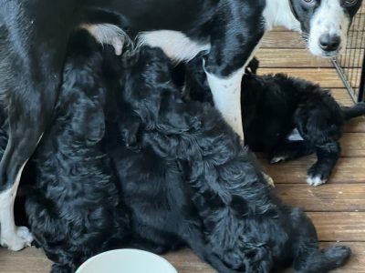 Bordoodle puppies